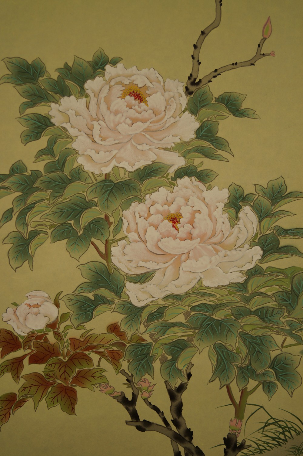 Peonies peonies close-up 1