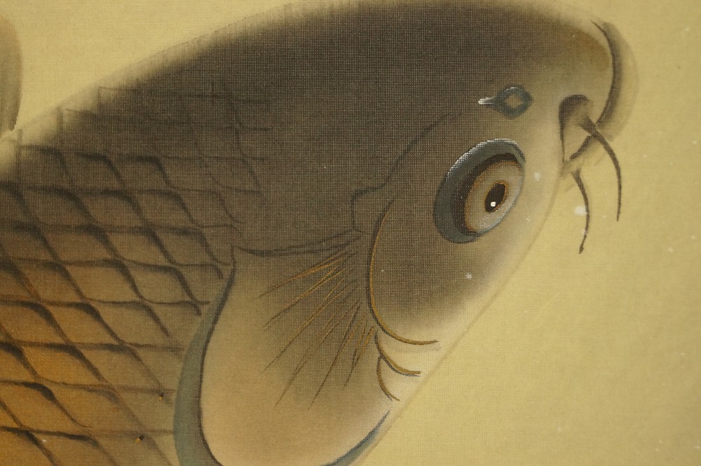 Koi at Waterfall Kakemono Head Motif Close-Up