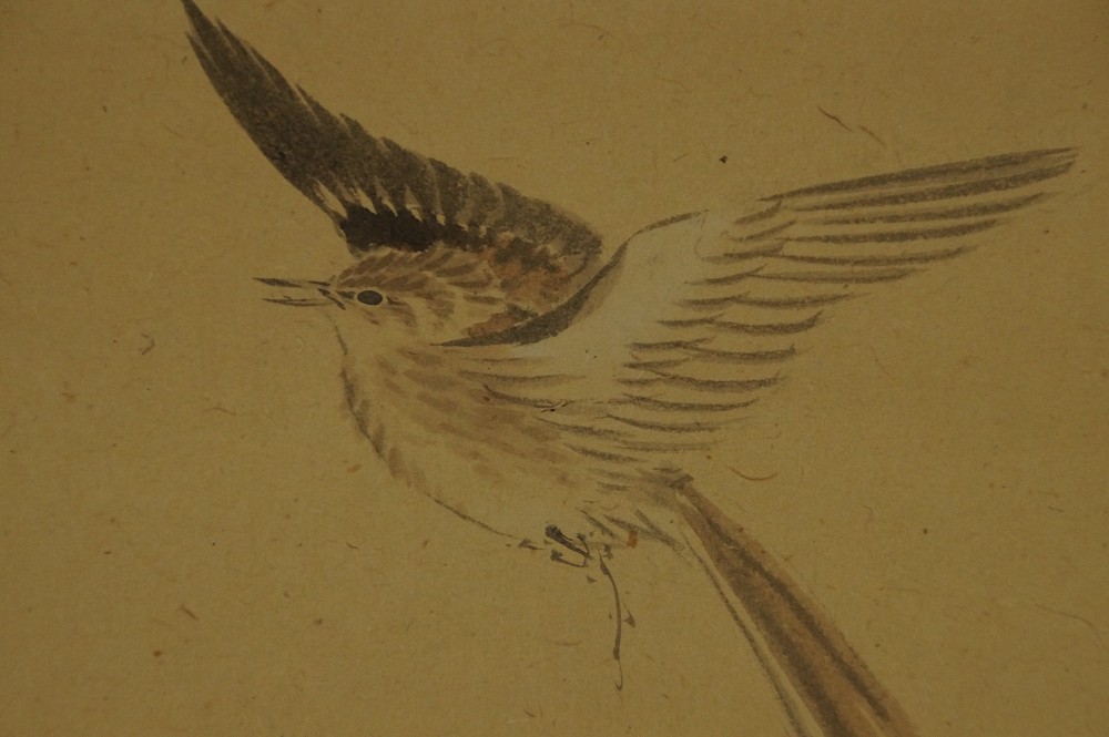 Extreme close-up of the head and plumage of the bird in flight