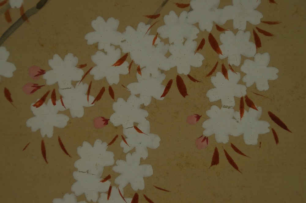Close-up of the delicate white sakura blossoms on the branch