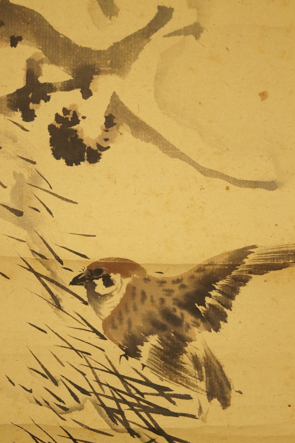 Sparrow on the Pine Sparrow and Rock Close-Up