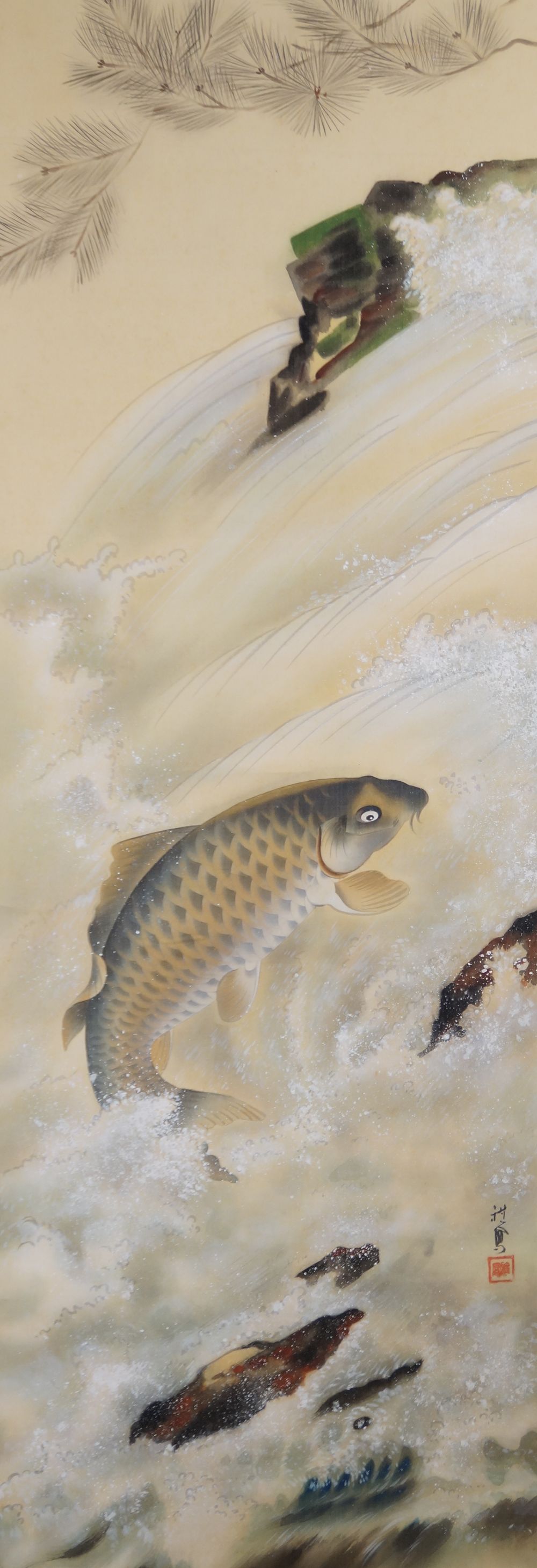 Carp in turbulent waterfall with leaping fish in front of moss-covered rock and pine branches
