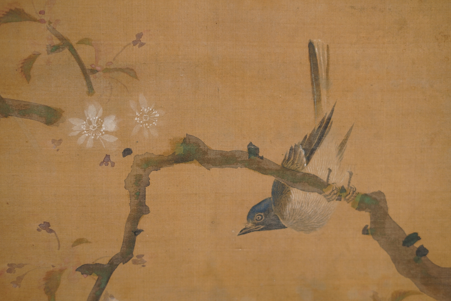 Further Close-Up of the Songbird Hanging Upside Down in the Hanging Scroll Songbird on Blossoming Cherry Branch