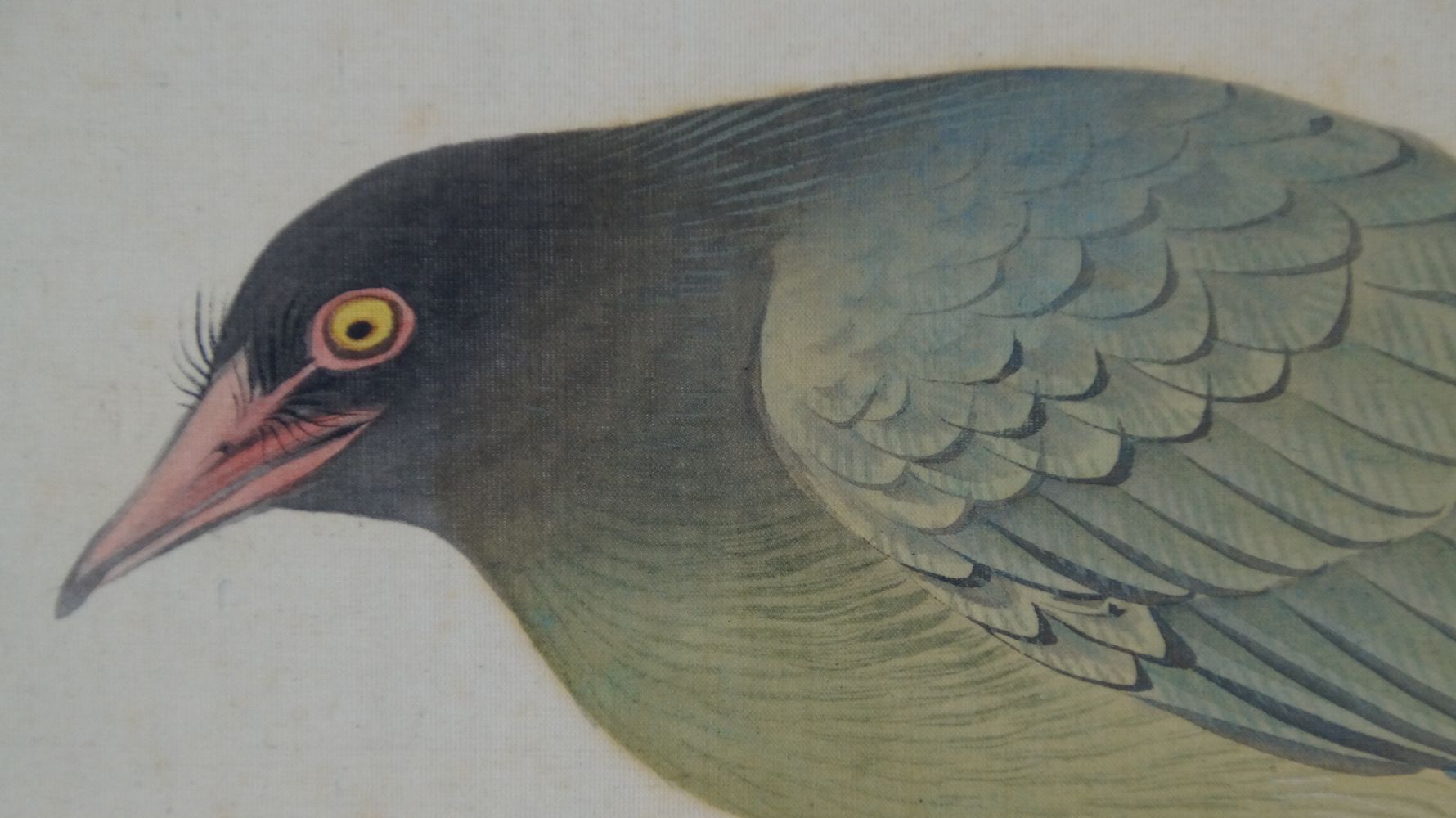 Extreme close-up of the bird's head with red beak and black eyelash feathers in the hanging scroll Bird on Fruit Tree