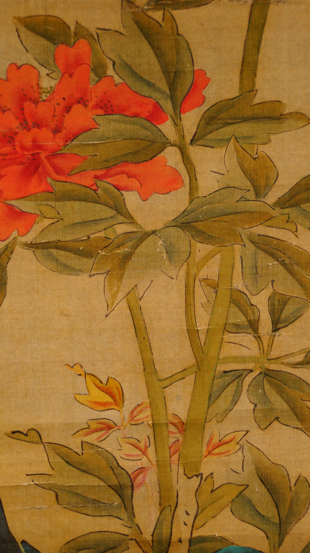 Close-Up of the Red and Orange Peonies with Leaves