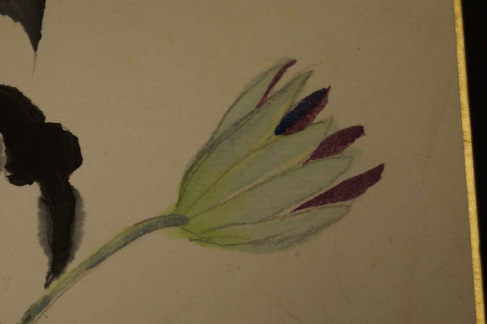 Shikishi Blume Knospe Nahaufnahme 2