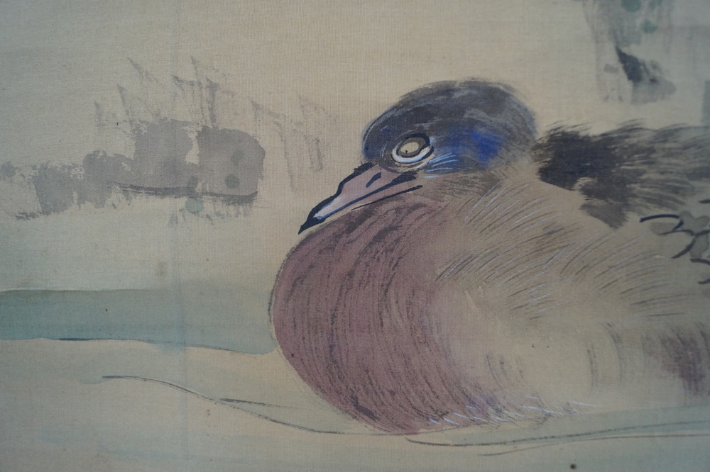 Enten Enten Nahaufnahme 4