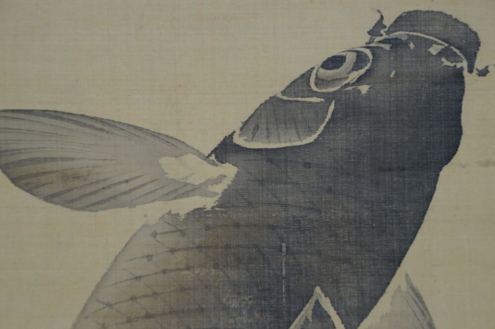 Extreme close-up of the head, eye and gills of the koi in the Kakemono Koi at the Waterfall